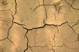 Signs Your Landscape Soil Has Poor Structure: Fixes