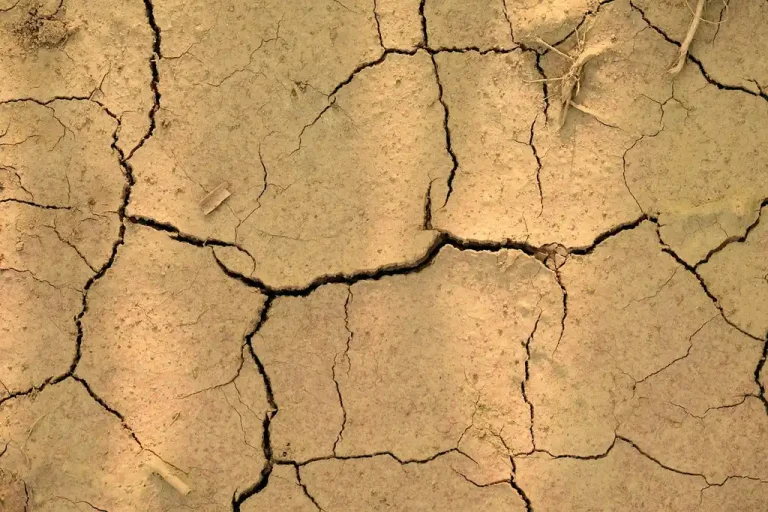 Homeowner and gardener inspecting compacted soil in a landscape bed after rain