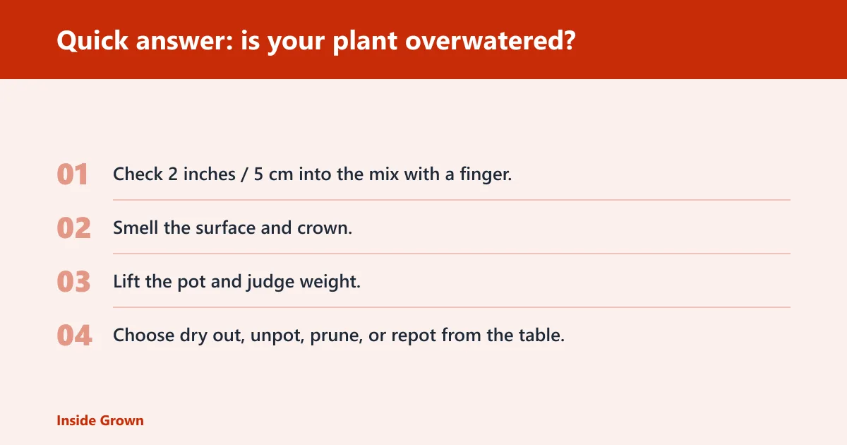 Steps: Quick answer: is your plant overwatered?