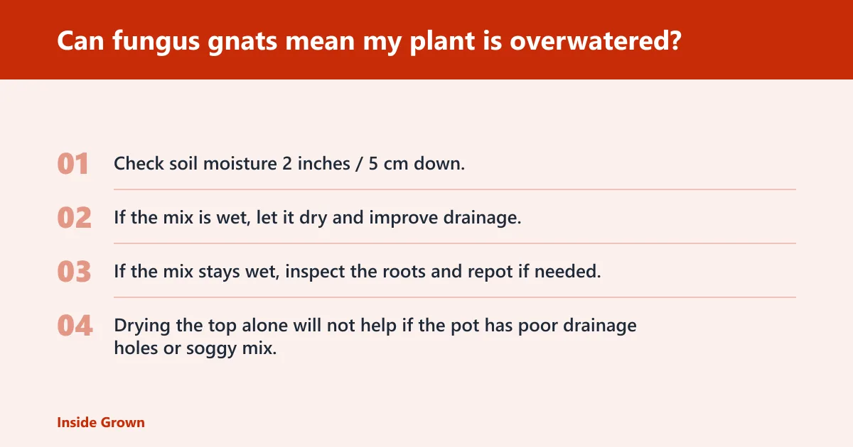 Steps: Can fungus gnats mean my plant is overwatered?