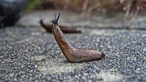 Are Slug Baits Safe for Vegetable Gardens?
