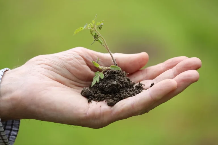 Gardener amending a shrub bed with compost and tools before planting shrubs