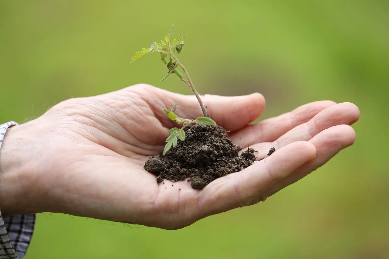 Gardener amending a shrub bed with compost and tools before planting shrubs