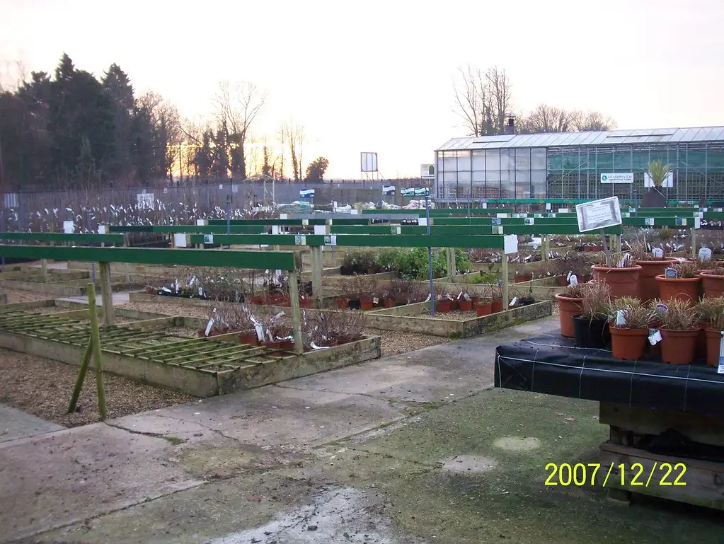 Hands mixing compost into soil in a garden bed before planting shrubs
