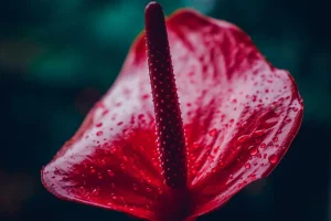 How to Clean Dust Off Houseplant Leaves Safely at Home