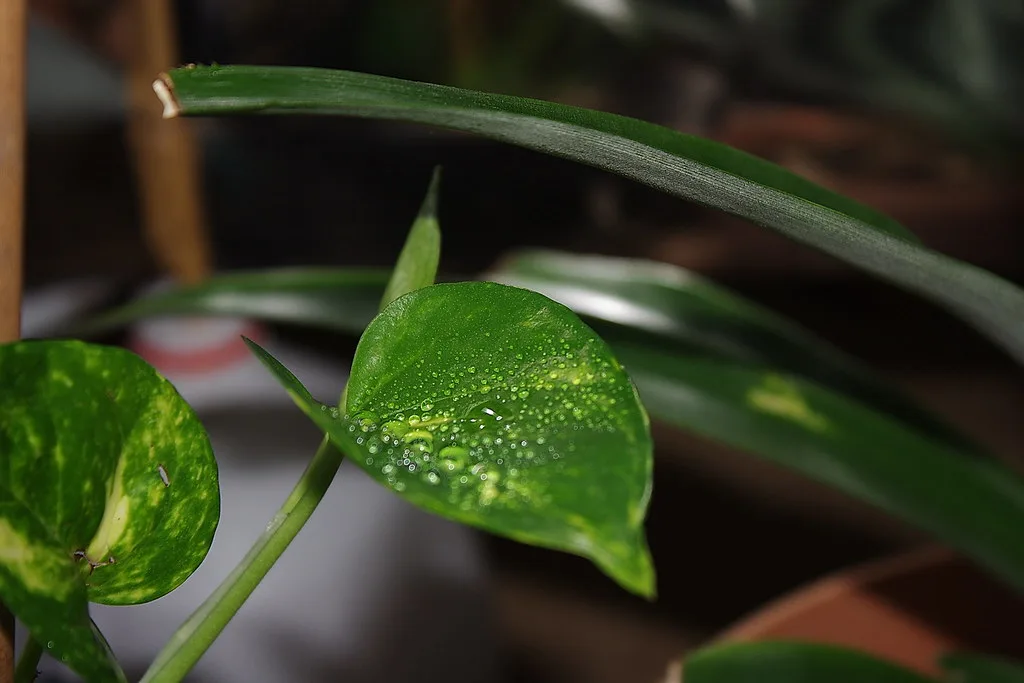 Close-up of a hand gently cleaning a fuzzy houseplant leaf with a damp microfiber cloth.
