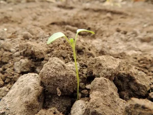 How to Harden Off Seedlings Before Moving Them Outside