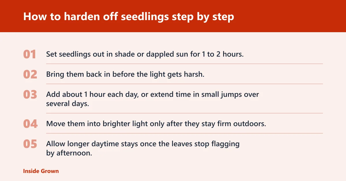 Steps: How to harden off seedlings step by step
