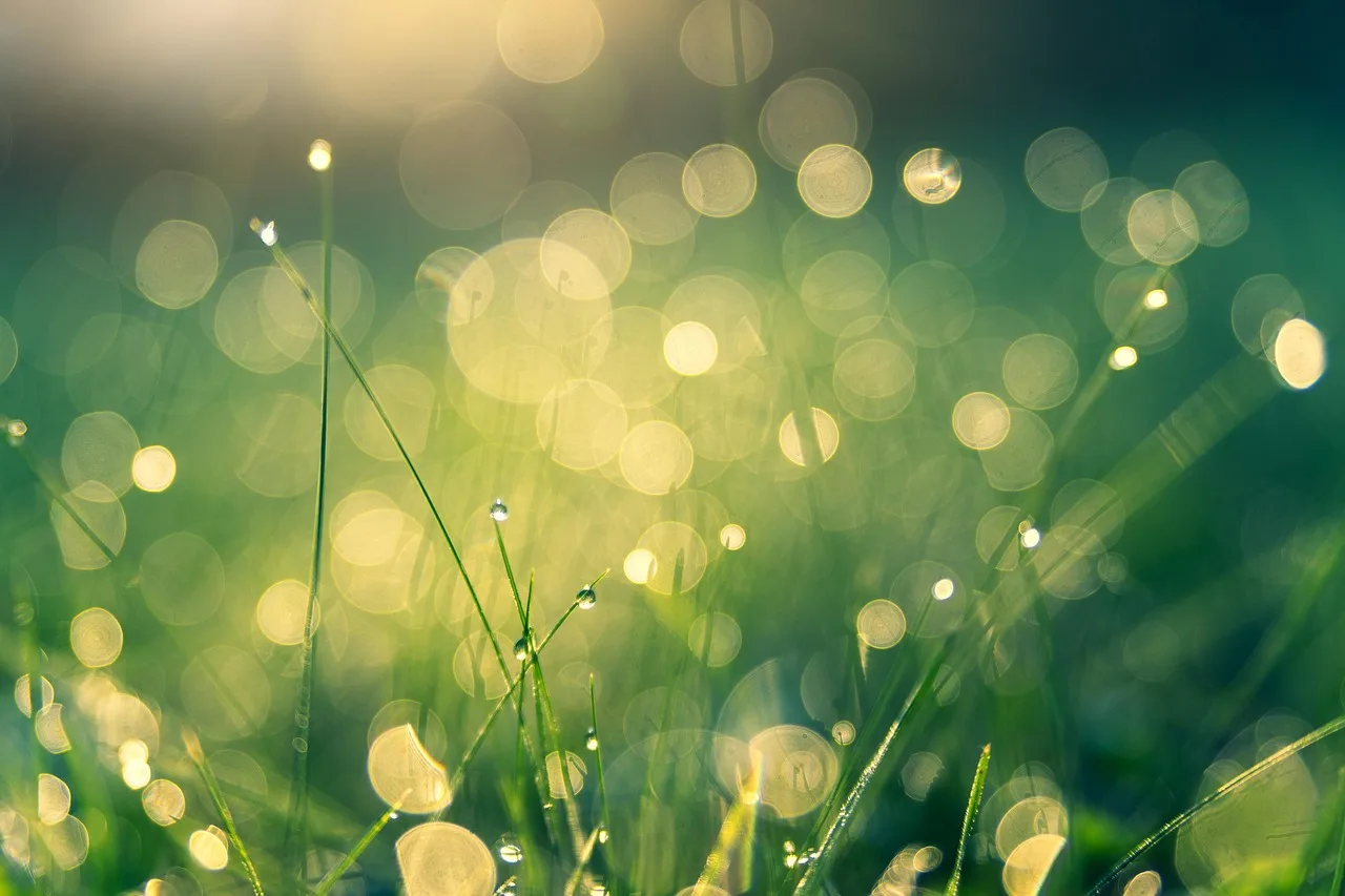 Should lawns and drip-irrigated beds be on separate zones?
