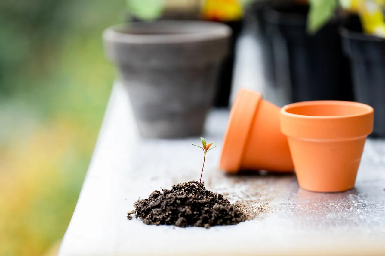 Gardener comparing garden soil beside terracotta pots and a potted herb on a patio