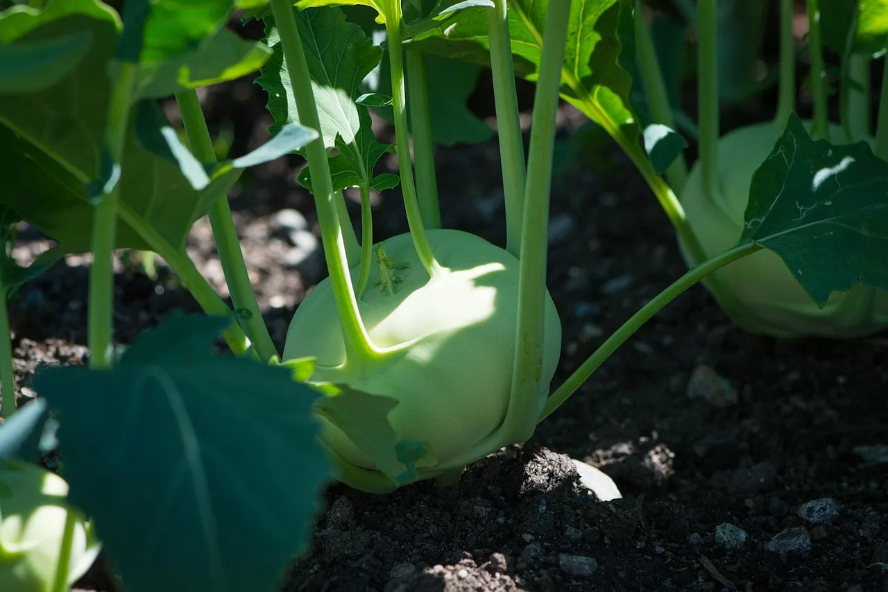 Vegetable garden beds with tomatoes, potatoes, brassicas, beans, and onions spaced apart