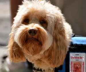 Can You Visit a Botanical Garden with a Service Animal?