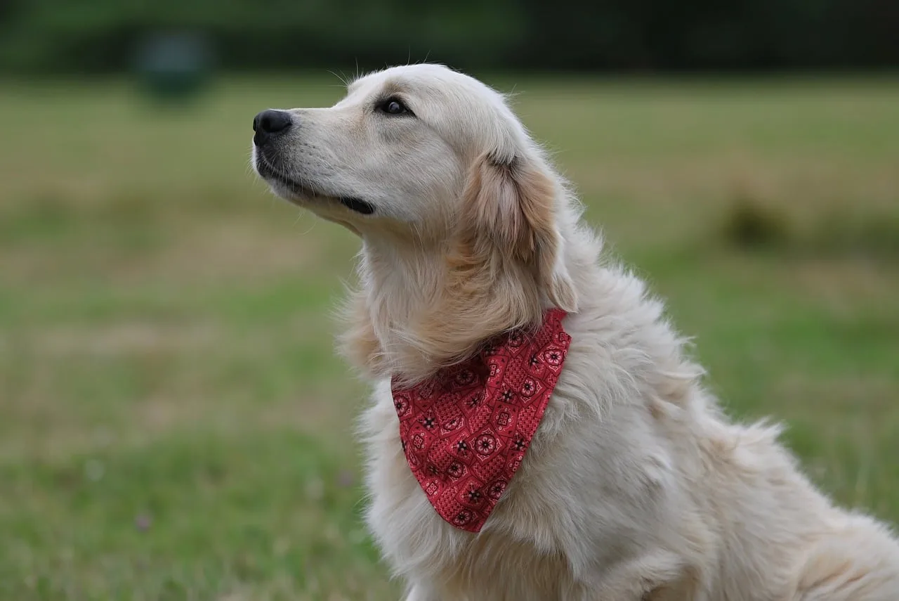 Service animal access basics