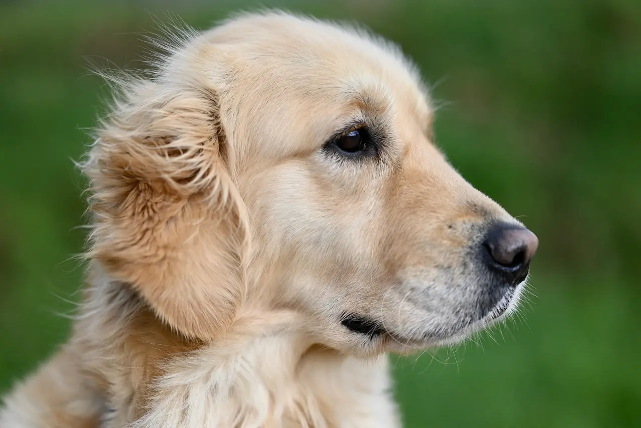 Can you bring a service animal to a botanical garden?
