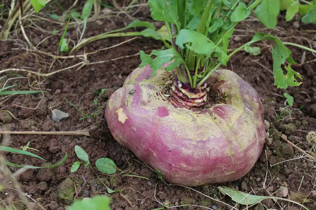 What soil compaction is and why roots struggle