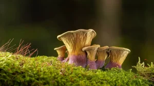 What does soil pH mean for plant growth? A guide