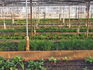What Is Humus in Soil, and Why It Matters for Gardens