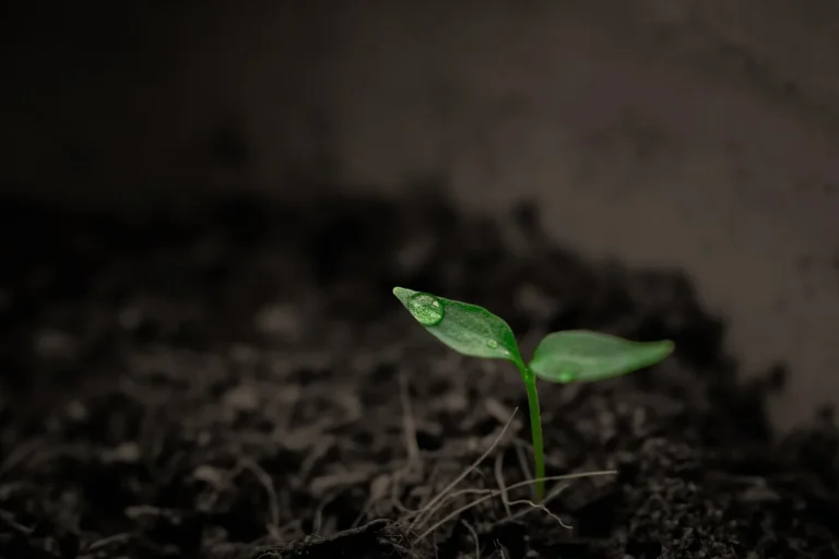 Gardener crumbling dark loam soil beside a raised bed in natural light