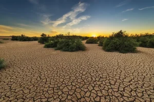 What Is Soil Made Of? The Four Main Components Explained