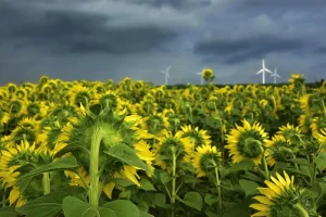 What Is Phototropism and Why Plants Bend Toward Light?