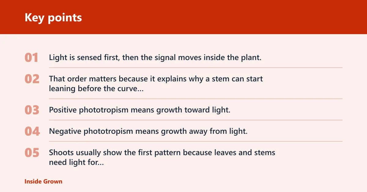 Key points: What phototropism means