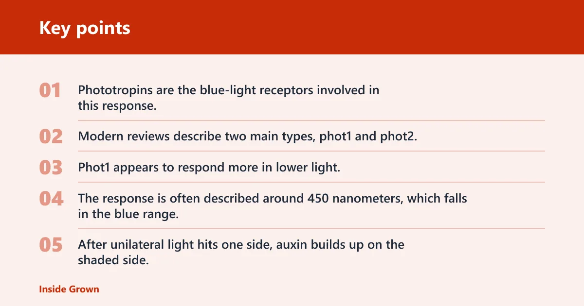 Key points: How does phototropism work?