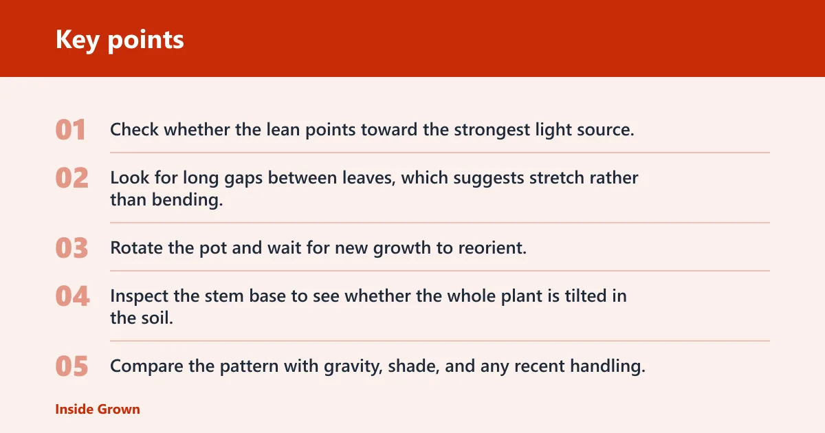 Key points: Phototropism diagnostic table