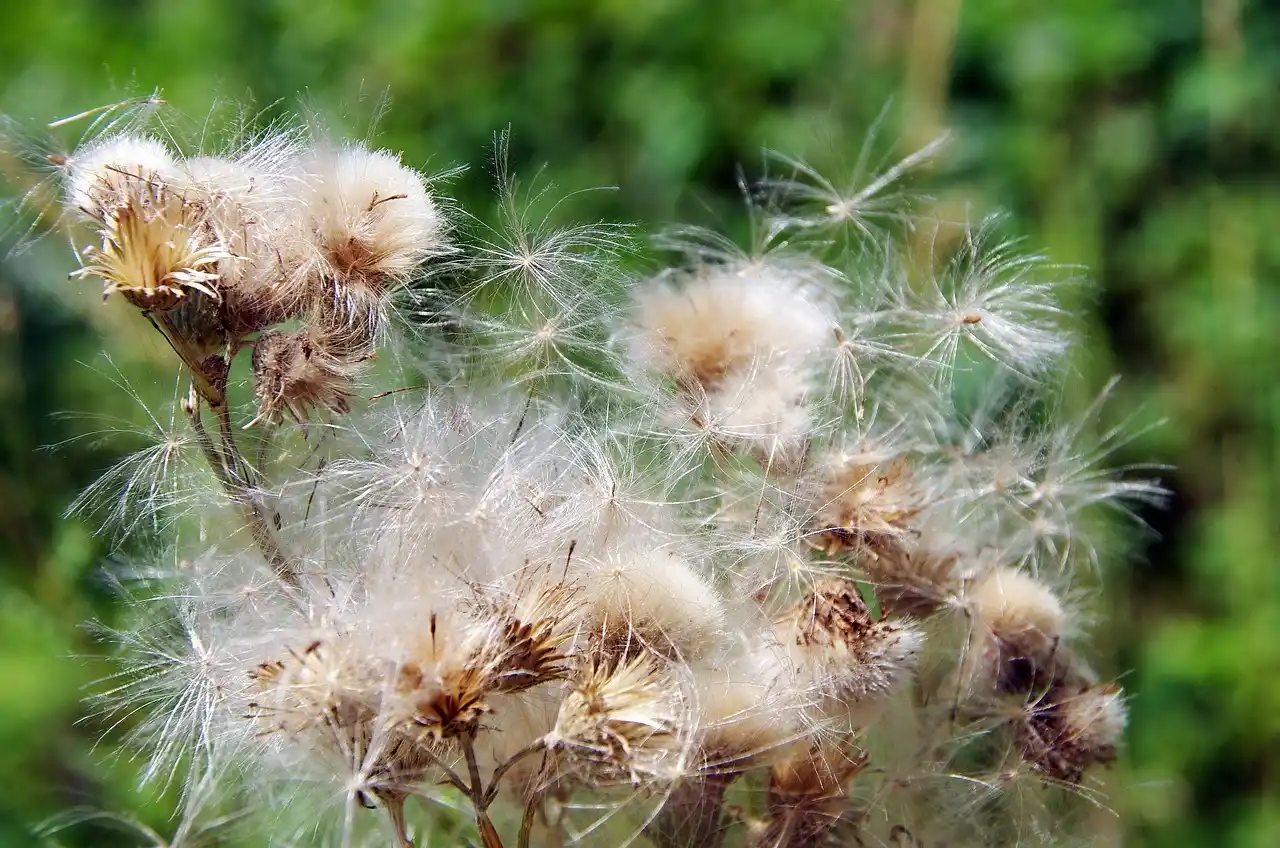 Where are plant hormones made in a plant?