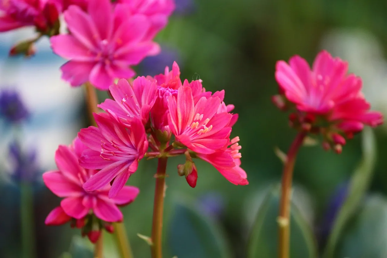 Plant hormones at a glance: source, movement, and effect