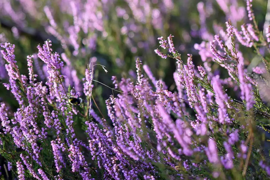 Common plants by zone