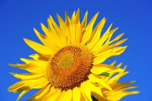 What Seeds Grow Best in Full Sun: Top Picks and Tips