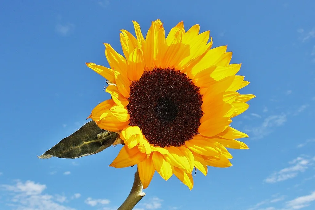 Hands sowing small seeds into dry garden soil in bright sunlight
