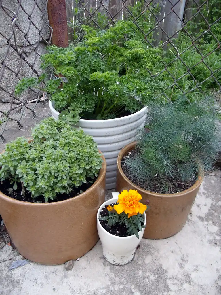 Hand checking seed packet beside carrot seedlings, potting mix, and a container ruler