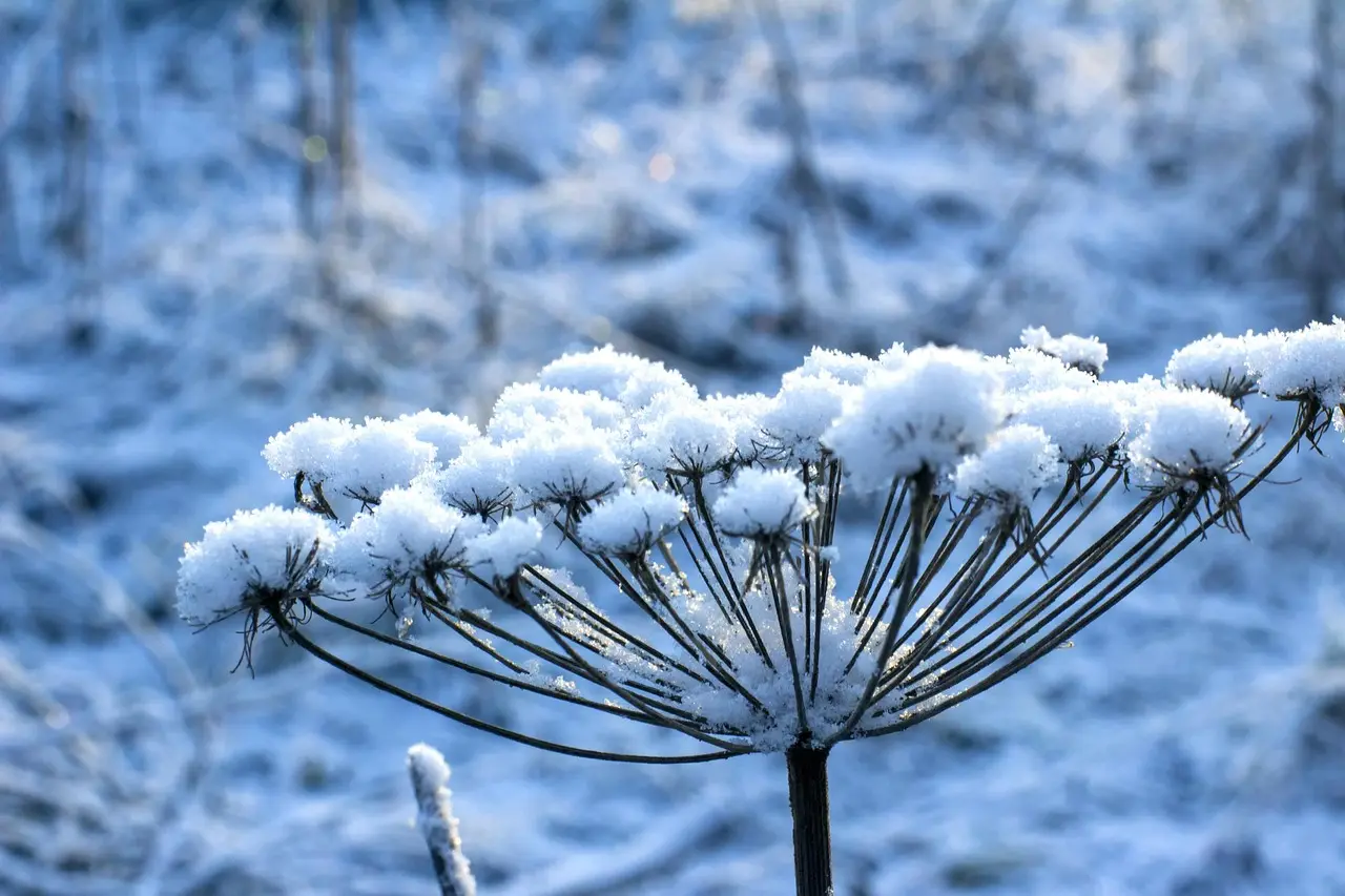 Do not wait for the first frost