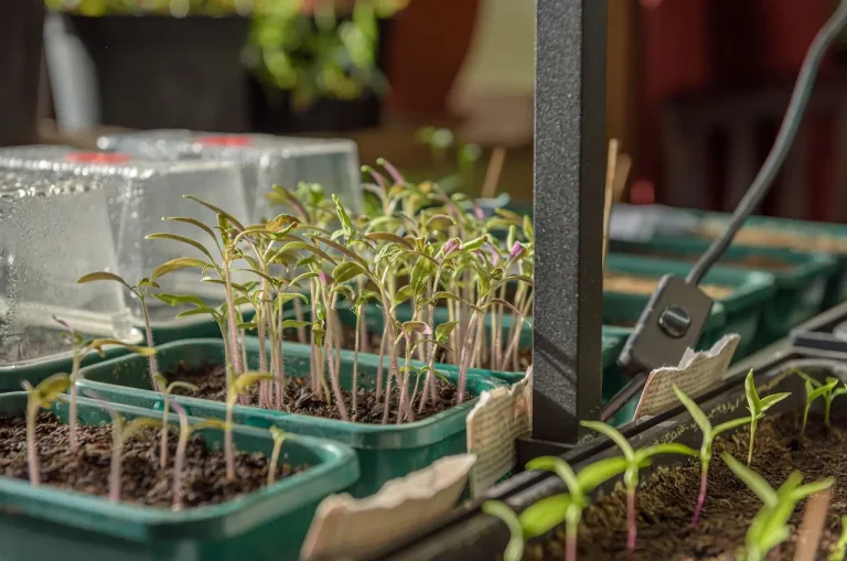 Winter kitchen table with harvested greens, seed trays of seedlings, and separated root vegetables