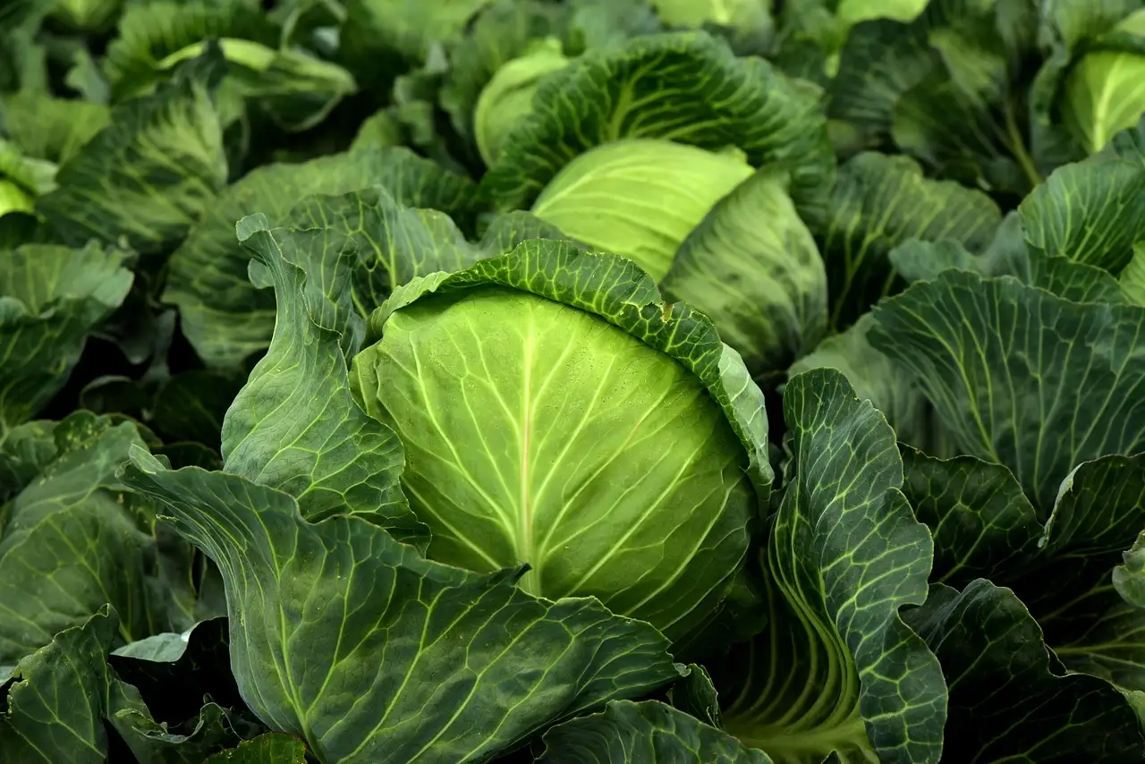 Winter vegetable decision table