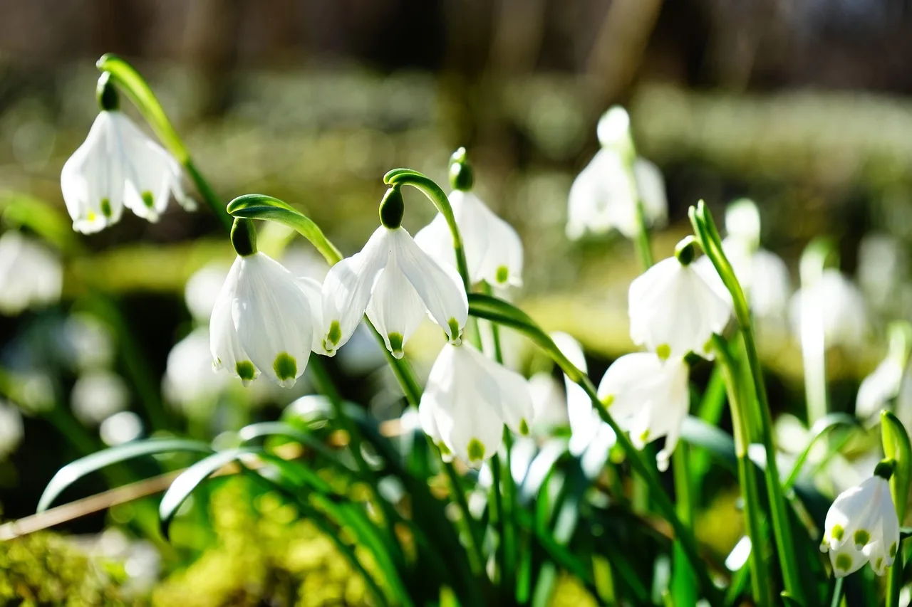 Botanical garden bulb timing guide
