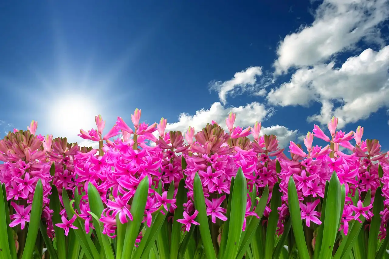 When should you plant bulbs for spring displays?