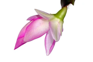 Why Is My Christmas Cactus Dropping Buds?