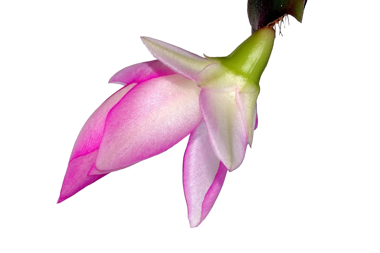 Christmas cactus bud drop explained