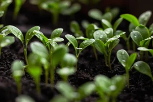 Why Garden Soil Loses Nutrients Over Time