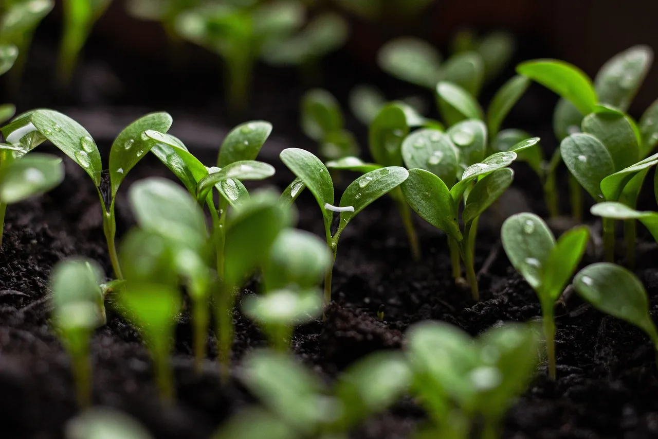 Garden soil in raised beds with a gardener checking plants and dry, uneven ground.