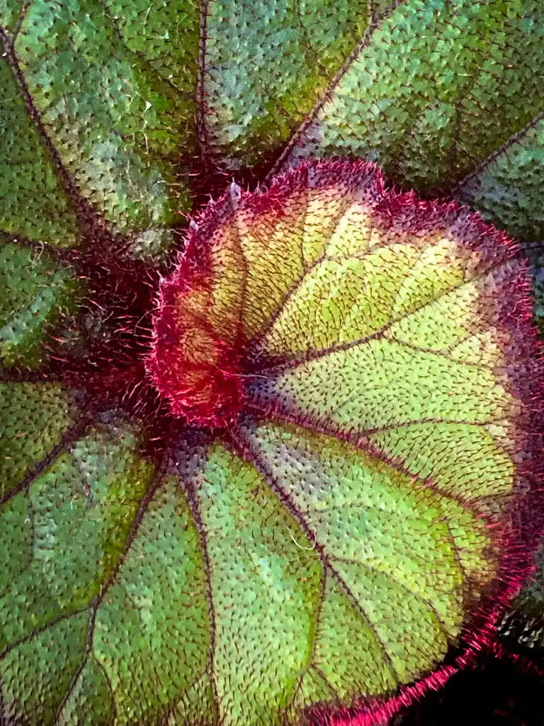 Close-up of a curled houseplant leaf being checked for pests and dryness.