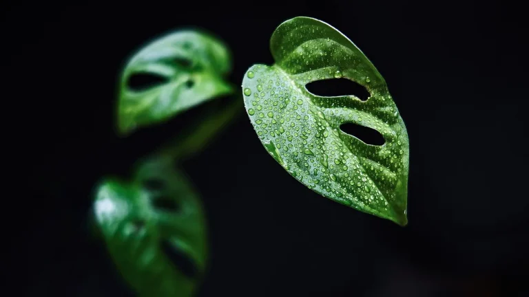 Houseplant with crispy leaf tips held near a window beside watering and care supplies