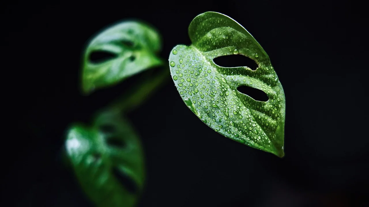 Houseplant with crispy leaf tips held near a window beside watering and care supplies