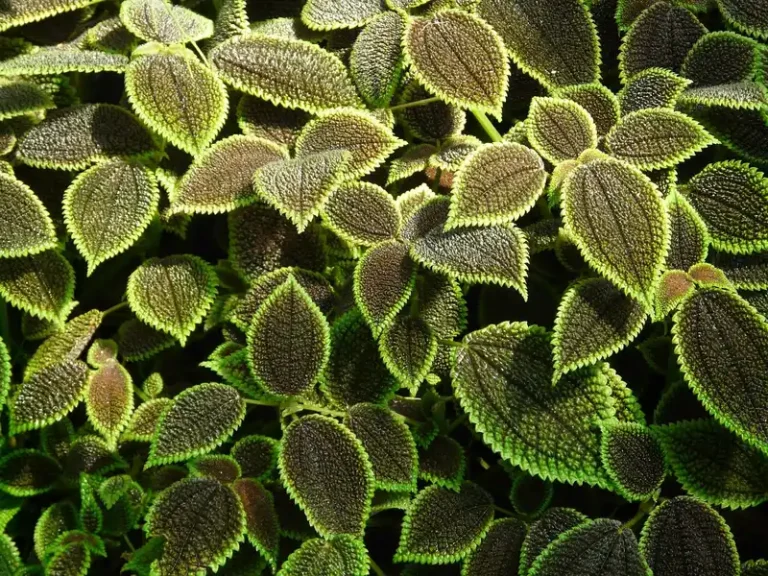 Houseplant on a winter windowsill with brown leaf edges and a hand inspecting it