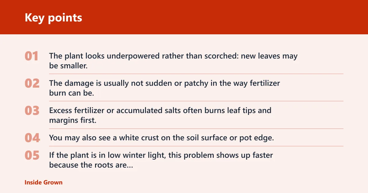Key points: Is it a nutrient deficiency or fertilizer excess in winter?