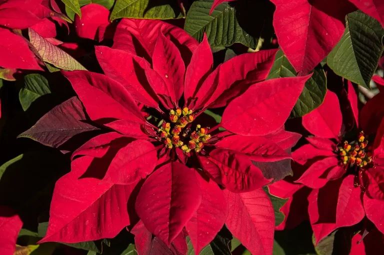 Poinsettia with fallen leaves beside the pot in natural window light