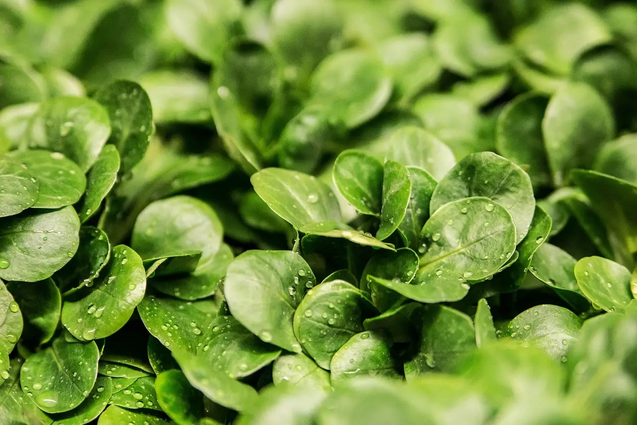 Lettuce and spinach plants bolting in a garden row while a gardener inspects them